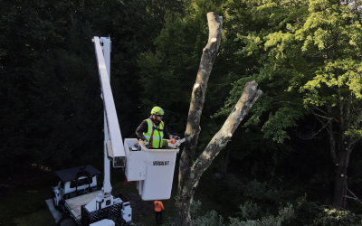 Efficient Silver Oak Tree Removal by Mr. Treeman Tree Service in Naugatuck, CT