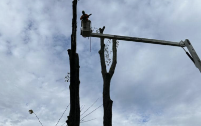 Swift & Safe Oak Tree Removal by Mr. Treeman Tree Service in Watertown, CT