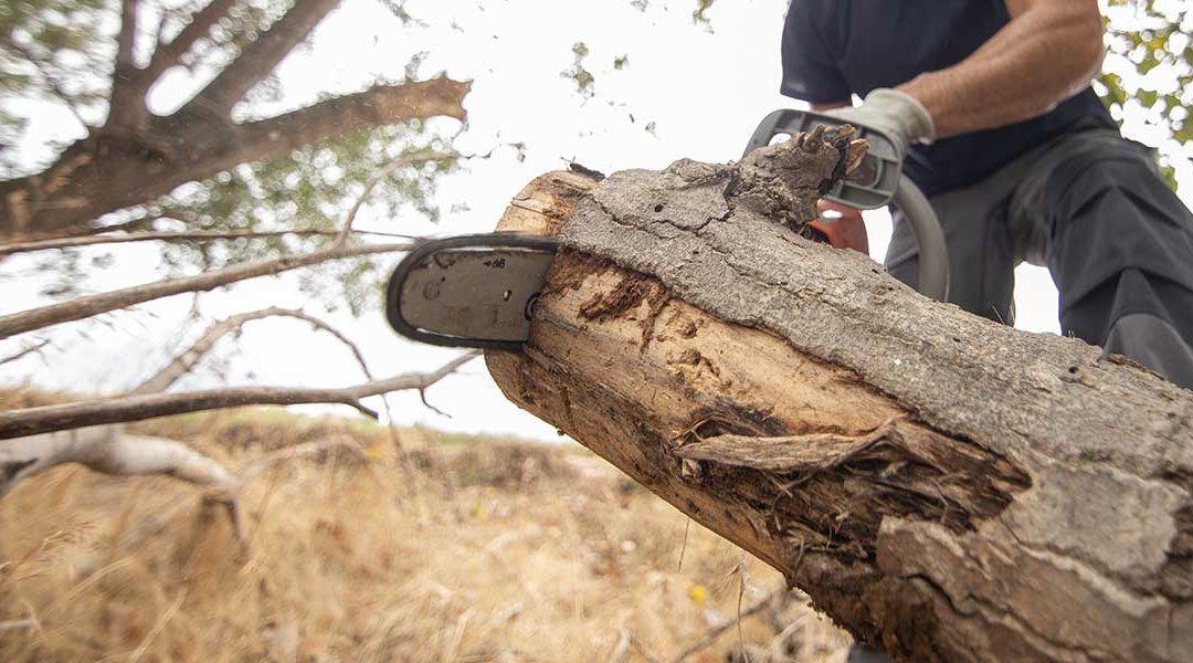 When Is the Best Time of Year To Remove Trees?