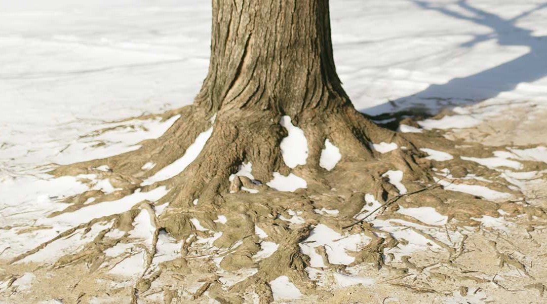 Do Tree Roots Grow in the Winter?