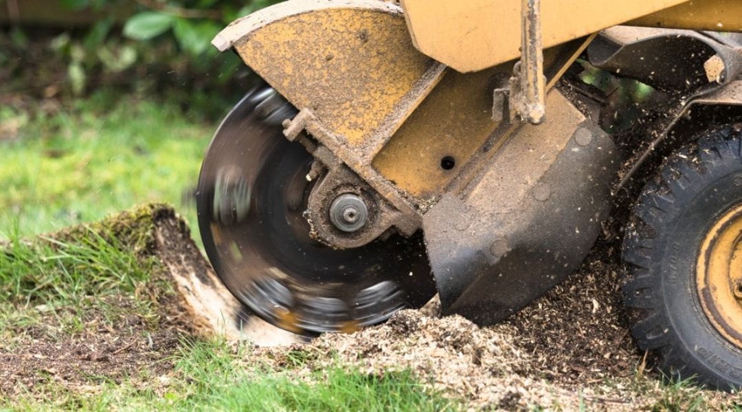 6 Benefits of Stump Grinding in Oxford, CT