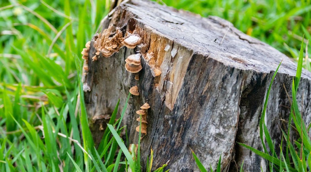 Can Old Tree Stumps Attract Termites?