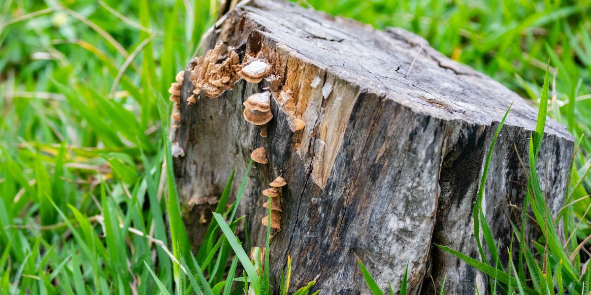 do tree stumps attract termites do tree stumps attract termites