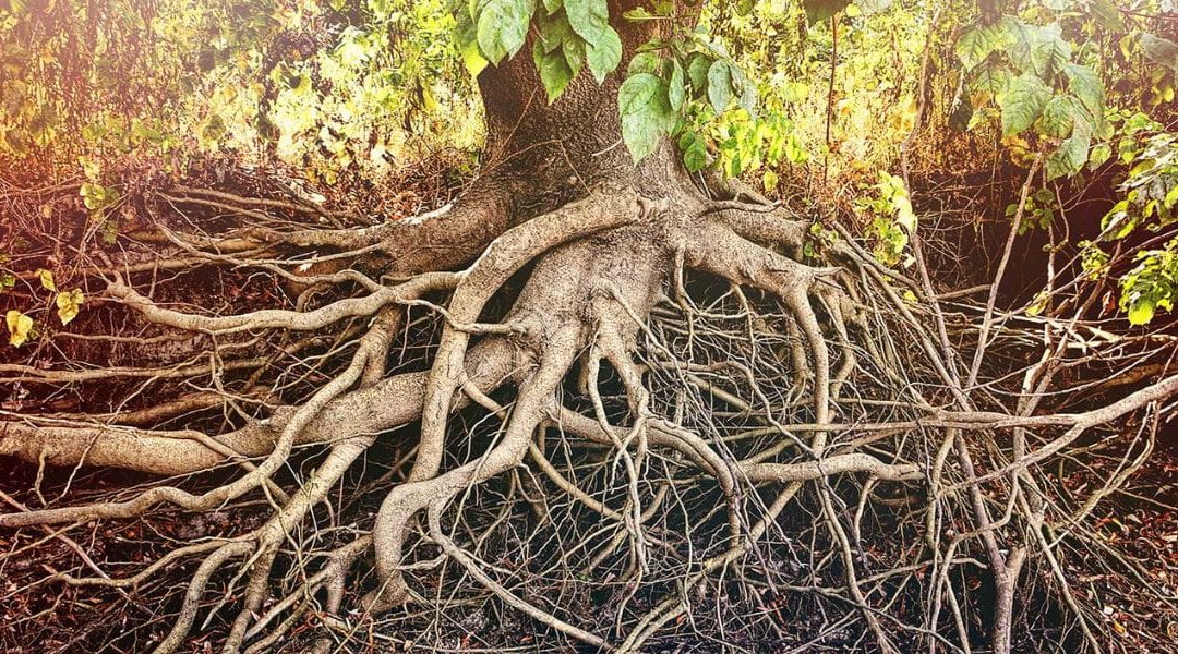 Does Trimming Trees Prevent Root Growth in Middlebury, CT?