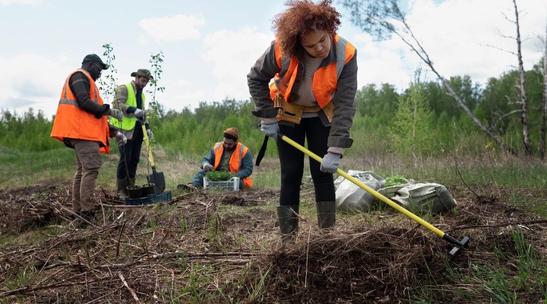 Four Common Mistakes To Avoid When Clearing Your Land