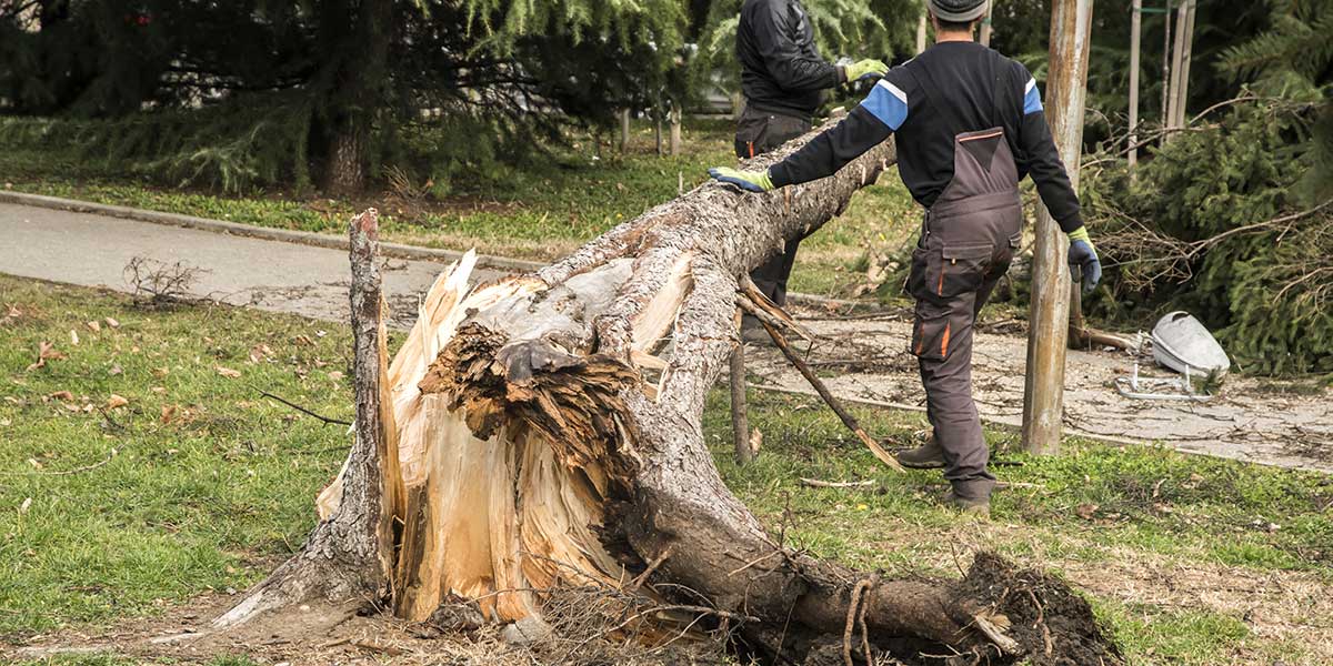 Tree storm damage cleanup Workers manage a fallen trunk, demonstrating how to handle tree storm damage cleanup after a severe storm in Waterbury, CT.