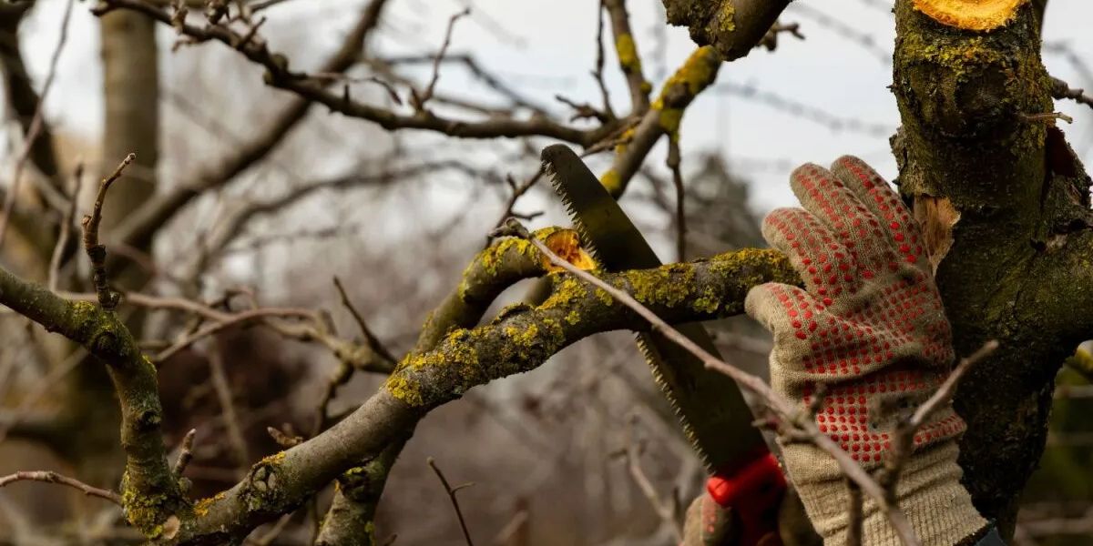 Does Cutting Dead Branches Help a Tree | Mr. Tree Man CT Arborist pruning dead branches from a tree to improve health and growth | Does Cutting Dead Branches Help a Tree