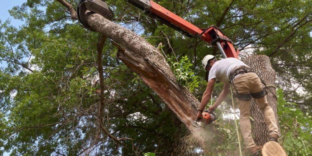 Stump Grinding vs. Removal | The Heart of Wood Professional arborist using a stump grinder to remove a tree stump from a residential property | Stump Grinding vs. Removal