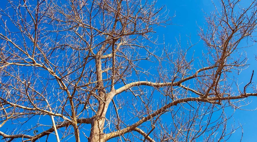 Is Your Tree Dead or Dormant?
