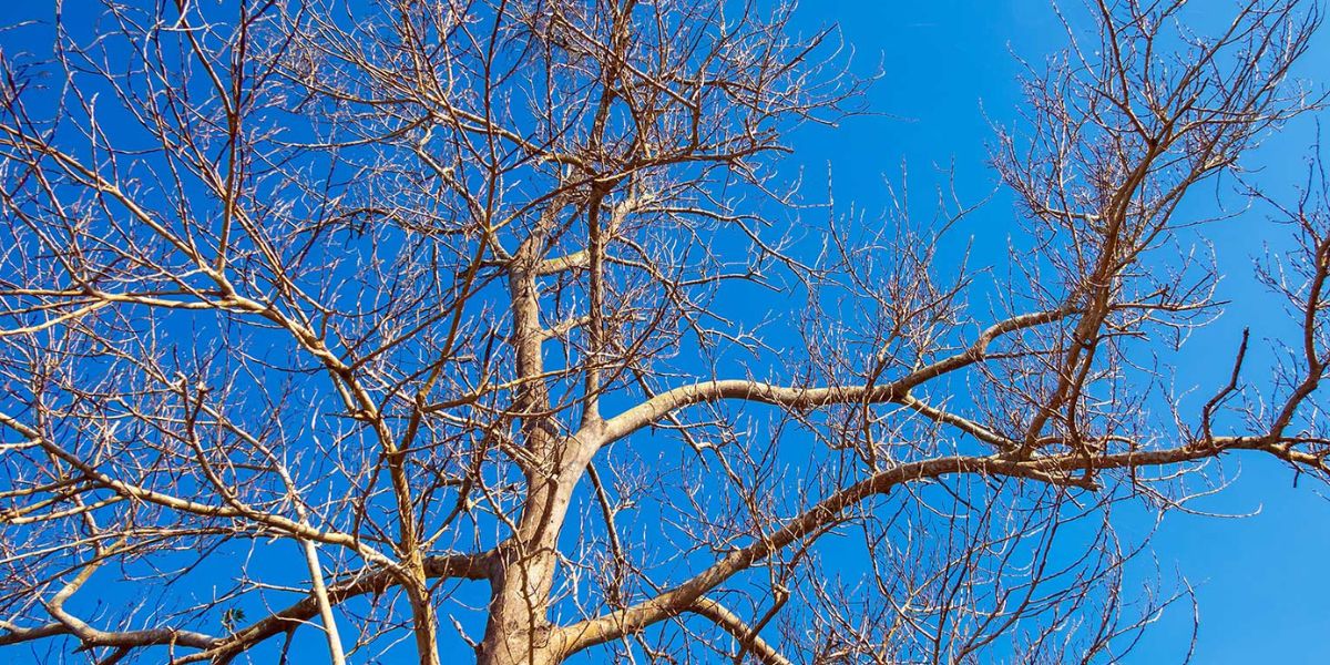 Is My Tree Dead or Dormant? | Mr. Treeman Tree Services Arborist inspecting a leafless tree to determine whether it is dormant for the season or has died | Is My Tree Dead or Dormant?