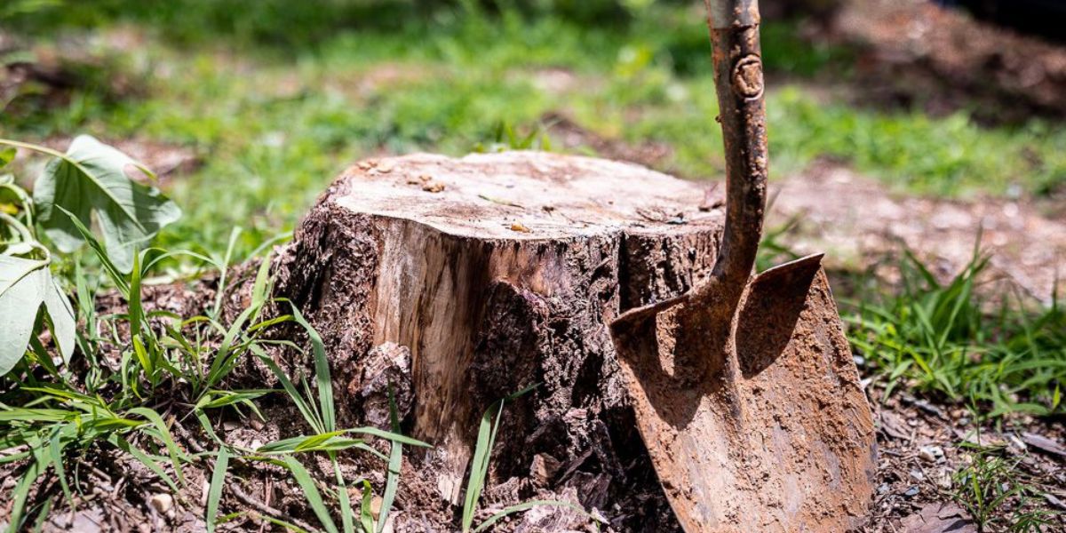 Can You Plant a Tree Where a Stump Was Removed? | Mr. Tree Man Arborist preparing a former stump removal site for planting a new tree while assessing soil condition, remaining roots, and available space | Can You Plant a Tree Where a Stump Was Removed?