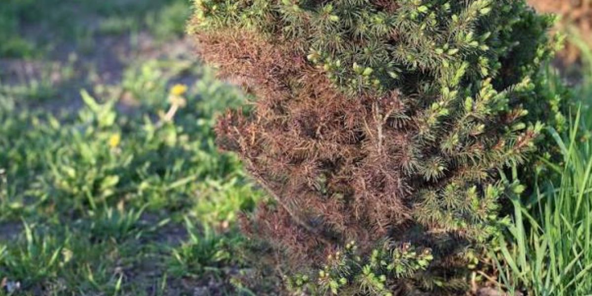 Salt Damage to Trees | Mr. Treeman Tree Service Arborist inspecting a tree with browning leaves and branch dieback caused by road salt exposure during winter | Salt Damage to Trees